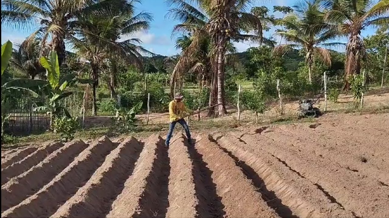 Plantação de batata doce na roça de Gilvanio.  #agro #roça #tratorito #sitio