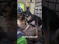 Husky tantrums