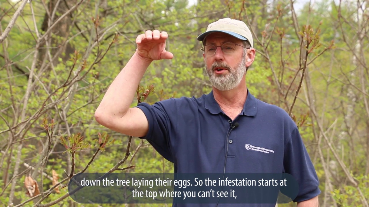 The Emerald Ash Borer in New Hampshire