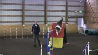 AKC Agility Open Standard Teddy NrGCH Belfair Follow Me BN RN NAP NJP CGC HIC