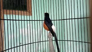 Jangan merehkan murai batu bordan. Dengarkan materinya di saat gacor!!