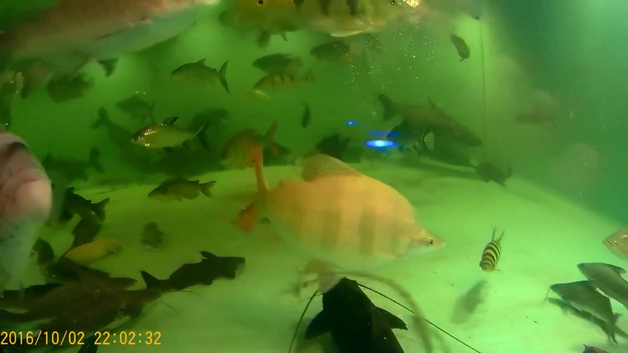 Two Distichodus lusosso, ~15", ~2 years old, in 4500 gal, Dec 2016