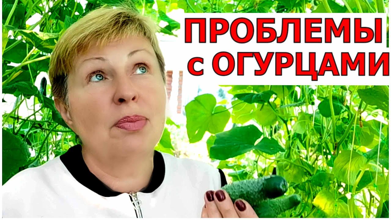 Сделайте так, и ваши огурцы завалят вас урожаем и не будут болеть. 100 ...