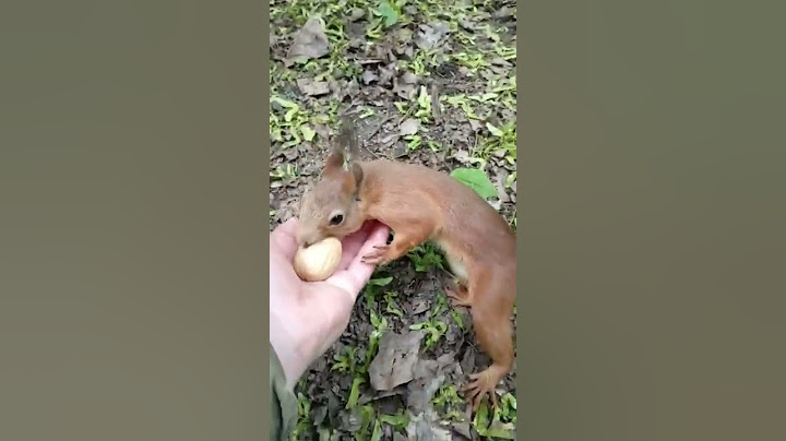 Поймал белку / Caught a squirrel