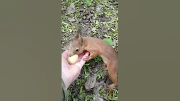 Поймал белку / Caught a squirrel