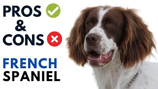 French Spaniel Pros and Cons | Epagneul Français Dog Advantages and Disadvantages