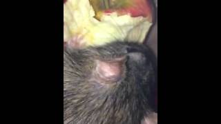 Rat eating an apple