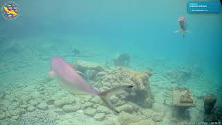 ☀️ Live Caribbean beach cams🎵 Relaxing Lounge Music 24/7