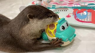 【双子のカワウソ】おだしとおつゆと赤ちゃんのおもちゃ　Otter　Odashi & Otsuyu play with baby's toys