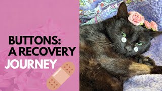 Buttons: Recovery Process by The Shabby Tabby Cat Cafe 2,098 views 9 days ago 6 minutes, 9 seconds