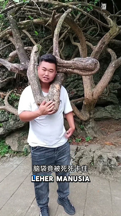 This Tree Root Almost Trapped a Tourist! #shorts