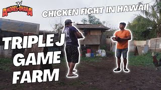 Triple J Chicken Game Farm in Hawaii | Filipino Ohana in Hawaii screenshot 5