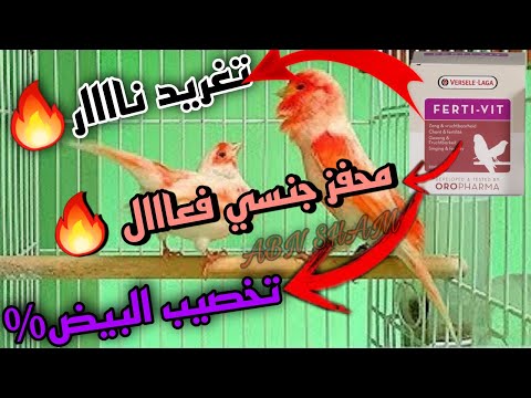 لاتنسى تقدم هذا الفيتامين بهذا الوقت يقوي لخصوبة و تغريد الذكر يزيد في هيجان الذكر ولانثى