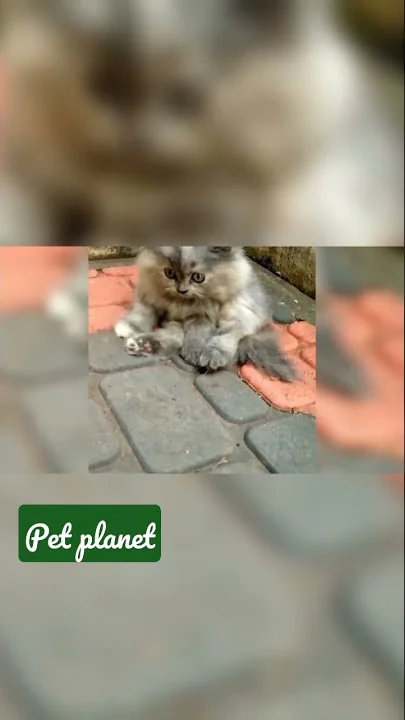 Watch the video about Heavy bone grey #kitten for sale Hyderabad | #petplanet #shorts #trending #persiancat #viral #love