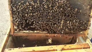 5 Şubat Arılar Sezona Başladı