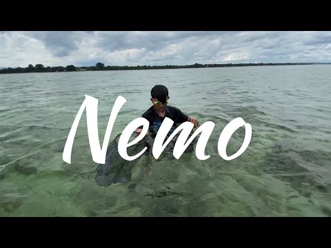 Video: Siapa yang gemar mencari nemo?