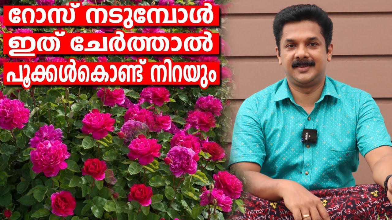 റോസ് നടുമ്പോൾ ഇത് ചേർത്തുകൊടുത്താൽ പൂക്കൾ കൊണ്ട് നിറയും | Rose increase Tips