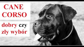 CANE CORSO  Dobry czy Zły Wybór