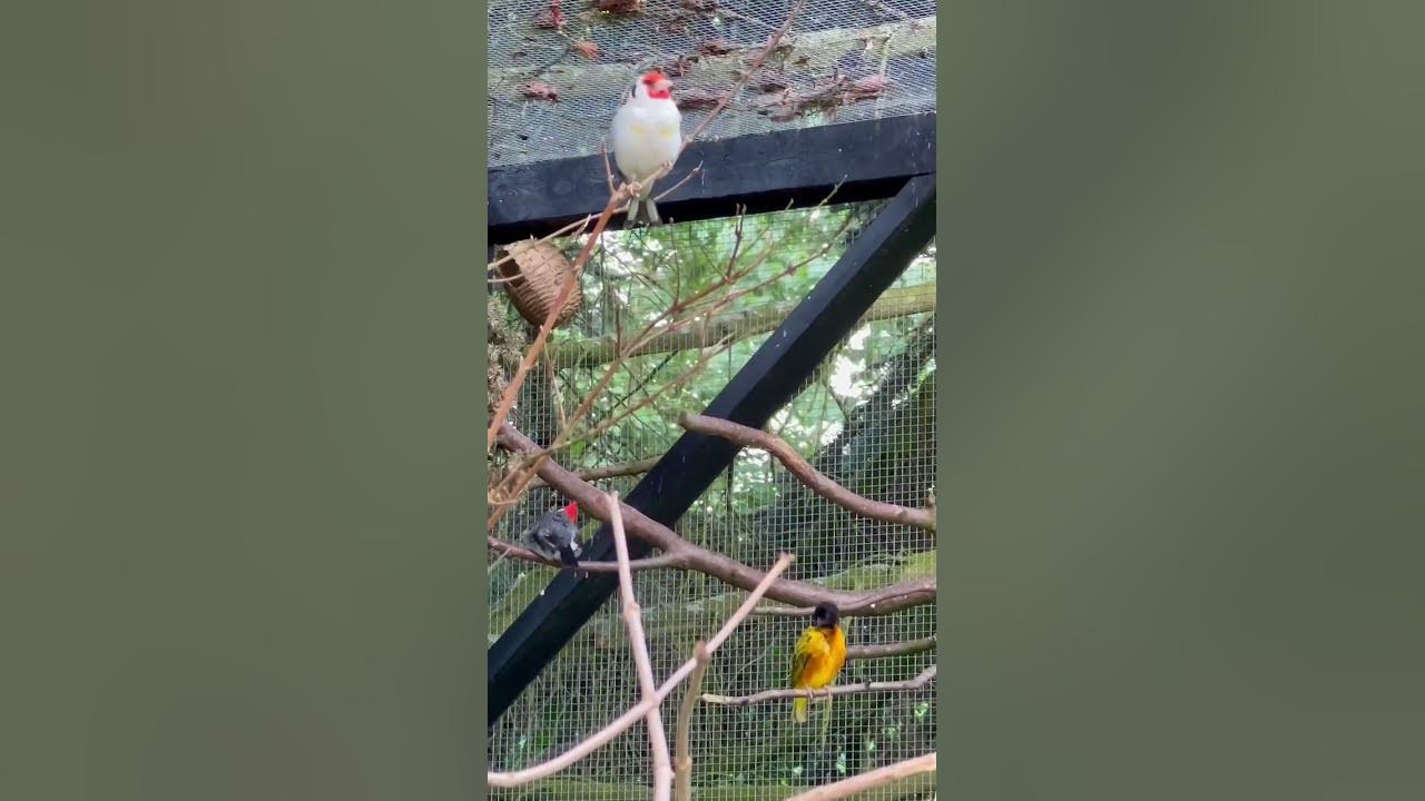 Major goldfinch bird song bird sounds goldfinch sound youtube