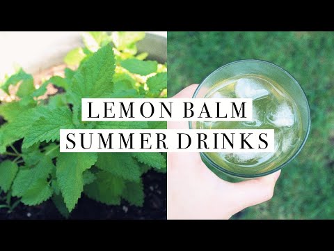 Video: What Dishes Are Lemon Balm Added To