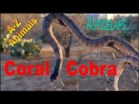 Pipe Snake Animal Facts - A-Z Animals