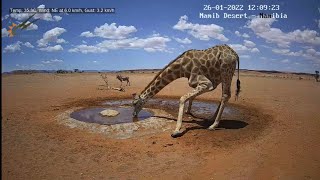 NamibiaCam: Listen to the sound of Giraffe drinking - 26 Jan 2022