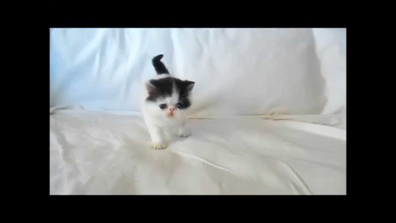 Exotic Shorthair Kitten, Black and White, 4 weeks - YouTube