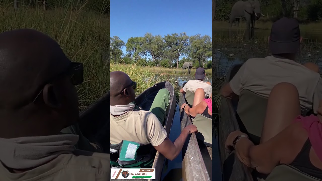 khwai mokoro elephant view  #wildlife #photographylife  #africa #safari #travel #photography  #camp