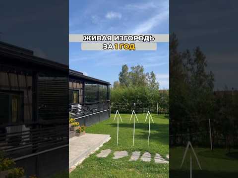🌳Живой забор – это просто ВАУ! Может каждый! #свойдом #дача #доммечты #стройка #благоустройство
