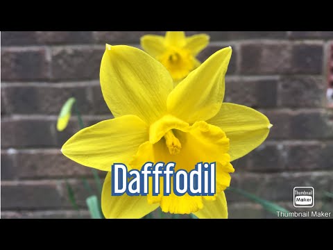 Video: Daffodils Yog Tus Phab Ej Ntawm Peb Lub Sijhawm