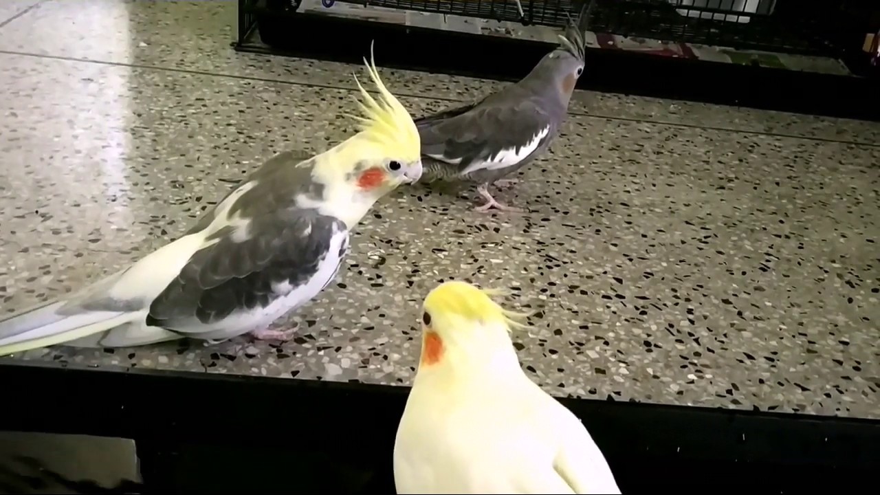 Jumping & Hopping Cockatiel ParrotWorld YouTube