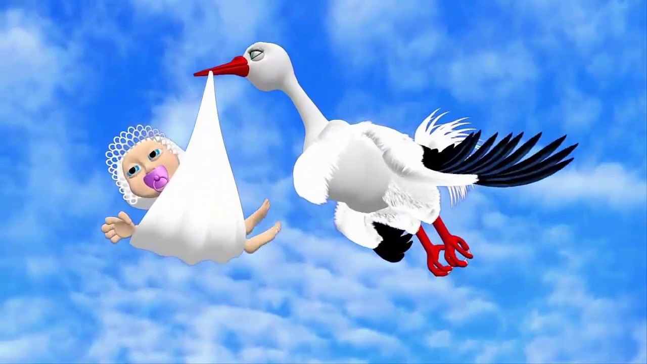 День рождения аиста День рождения аиста