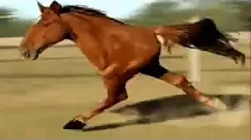 Download 馬画像おもしろ Mp4 Mp3 Download 馬画像おもしろ Mp4 Mp3