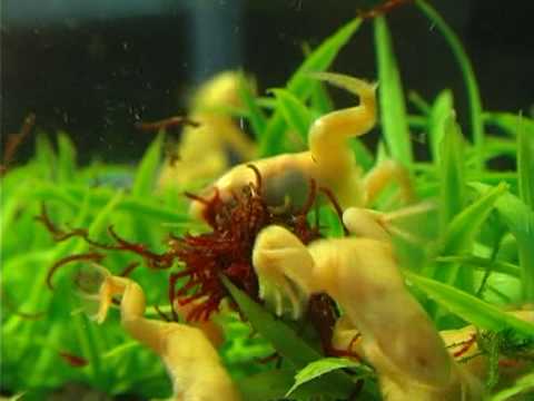 Видео: Как да ги отглеждаме и да развъждаме аквариумни жаби