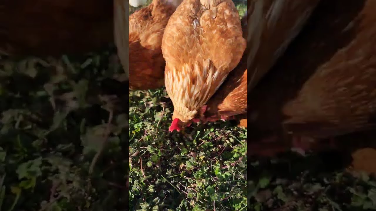 Liberal Chickens Eating Their Own Chicken Eggs Chickencoop Permaculture Soedothethings