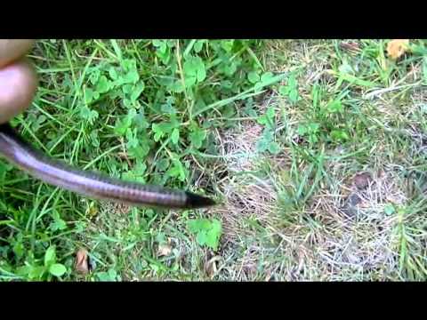 Determining In Slow Worm Anguis Fragilis You Determining In Slow Worm Anguis Fragilis