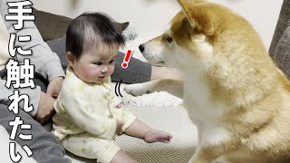 大好きな柴犬と手を繋ぎたくて必死に手を伸ばす赤ちゃん