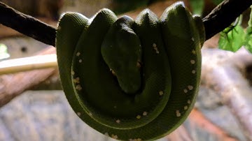 Ozzy .Morelia Viridis (Green tree python)bioactive setup.