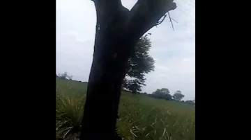 Kilimo Cha Nanasi 