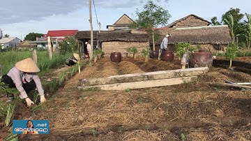 Trồng cây thuốc nam : Đậu Mắt Cua ✠ Cha Phêrô Nguyễn Văn Tường Hành Trì 7 Chữ Vàng