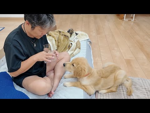 亡くなってしまった家族の思い出の宝物。思い出すだけで涙が。【Golden Retriever japan】