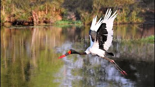 Kruger Park, Season 2 Bis (English), with nesting storks followed for one month and other birds.