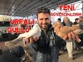 Urfalı Güllü Yeni Güvercinlerim