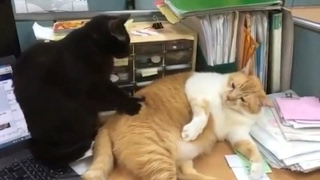 FUNNY CATS COMPILATION - Part 2