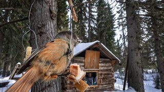 Off Grid Log Cabin: SAVE FOOD FROM THE BEAR. I LIVE ALONE. THE STORM by LIFE OUTSIDE 13,926 views 1 month ago 16 minutes