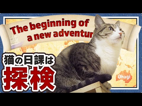 猫の日課は探検