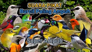 Suara Pikat Segala Jenis Burung Kecil Durasi Panjang 1 Jam Non STOP