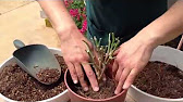 プリンセチア ポインセチアの育て方 日常管理 植え付け 植え替え Youtube