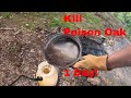 How to Kill Poison Oak in One Day- No Chemicals for $3- How to Heal The Rash in One Week!