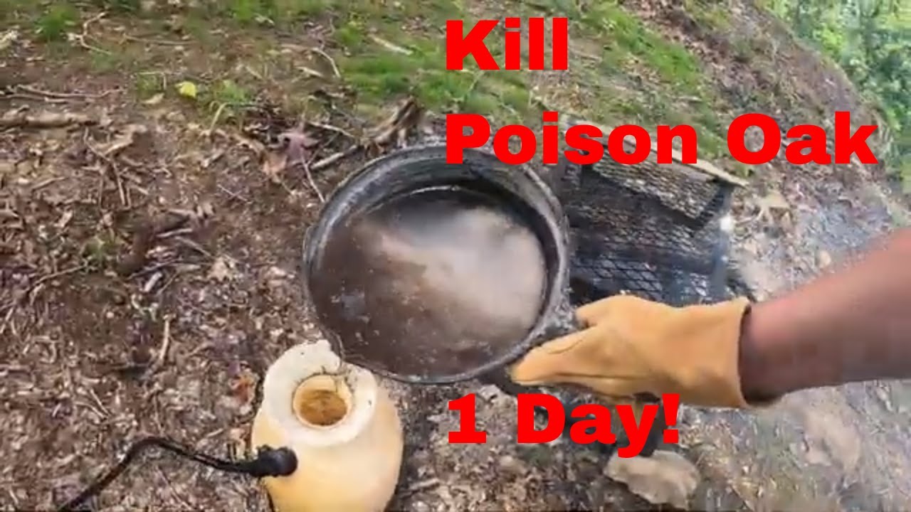 How to Kill Poison Oak in One Day- No Chemicals for $3- How to Heal The Rash in One Week!